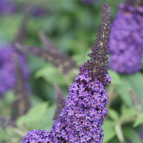 Pugster Pinker Butterfly Bush | Plant Addicts