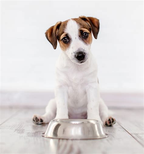 Pet Food and Supply Services Available at Pet Pantry 16