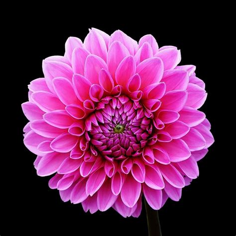 Dahlias 1080p 2k 4k 5k Hd Wallpapers Free Download Wallpaper Flare