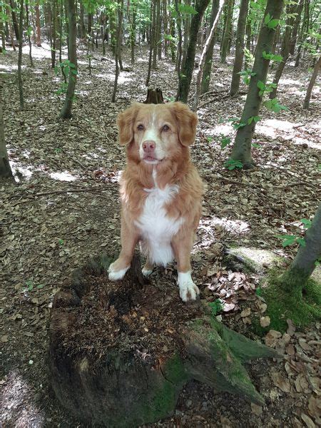 Bonnie Trauer Um Hunde Verstehen Und Bew Ltigen Lebewohl Fellnase