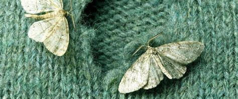 Understanding Damaged Fabrics: How to Get Rid of Moth Infestations