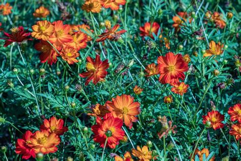 Cosmos De Enxofre Ou Cosmos Laranja No Jardim Linda Focagem Seletiva