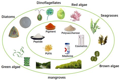 Exploring Value Added Compounds From Tropical Marine Plants