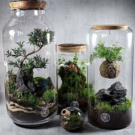 Fantastic Moss Terrarium Ideas You Can Have At Home Artofit