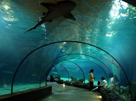 Rotterdam Zoo - Atlantic Ocean | ZooChat