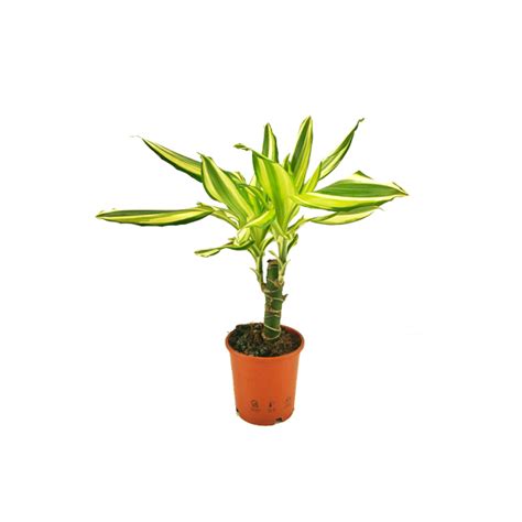 Драцена фрагранс Yellow Coast - купить в Санкт-Петербурге: цена, фото ...