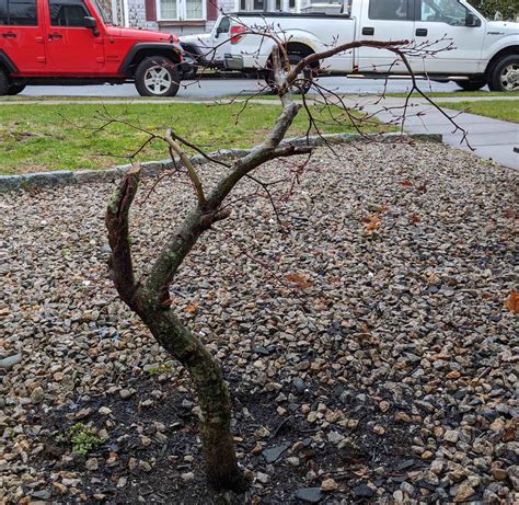 How To Propagate Ornamental Pear Trees From Cuttings Craftsmumship