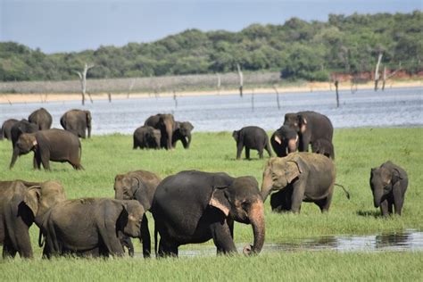 Private Jeep Safari At Minneriya National Park Half Day Tour