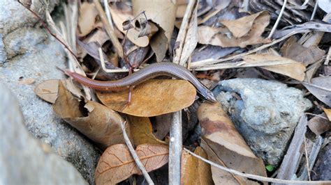 cheapest lizard you can buy for home 5