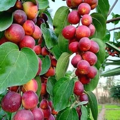 Red Apple Ber Jujube Fruit Lal Kul Plant Thailand Variety Grafted