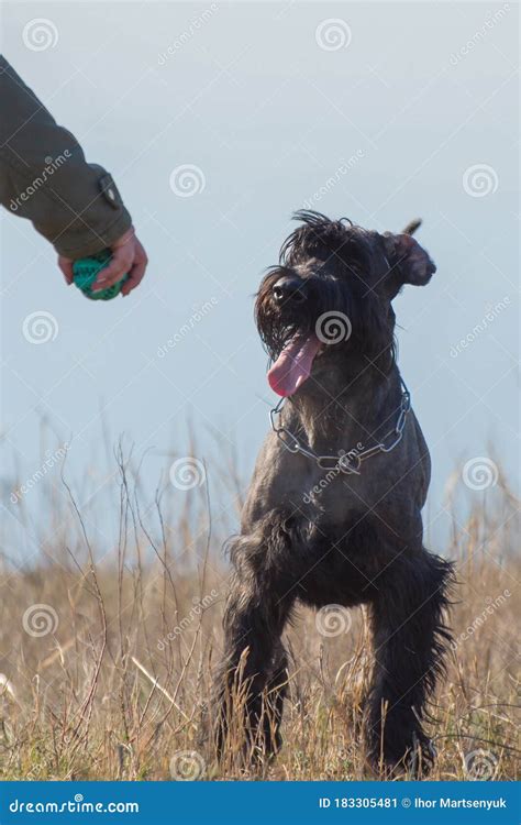 Black Giant Schnauzer, Known As Salt and Pepper Dogs Breed, Trains with ...