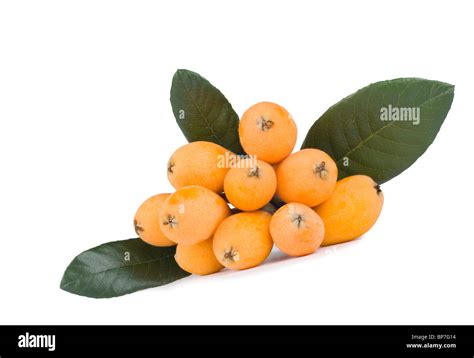 Pome Fruit Plants Hi Res Stock Photography And Images Alamy