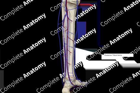 Posterior Tibial Veins Complete Anatomy