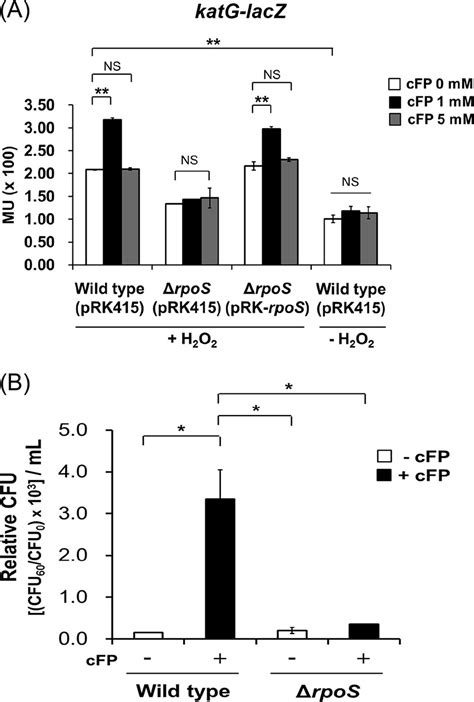 Expression Of Katg Is Influenced By Cfp And Rpos A Transcription