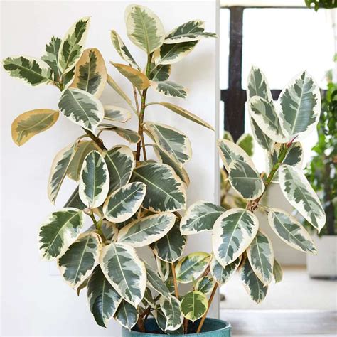 FICUS ELASTICA | Jardin Dion