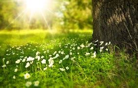 spring bloom nature  photo  pixabay