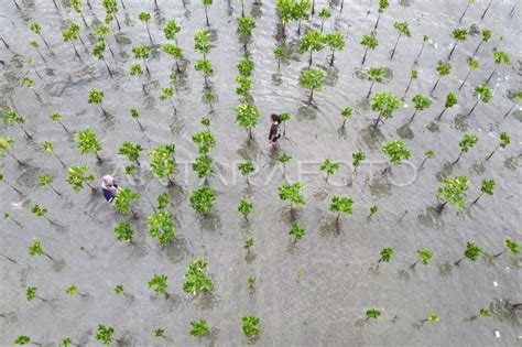 Target Rehabilitasi Mangrove Nasional Antara Foto