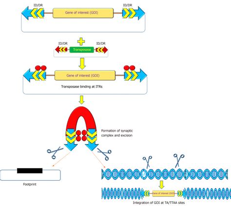 potential  transposon mediated cellular reprogramming  cell