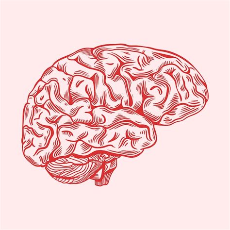 Premium Vector Hand Drawn Brain Drawing Illustration