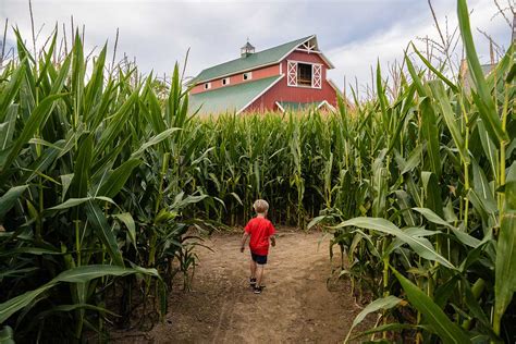 Corn Mazes In Nova That Will Amaze You