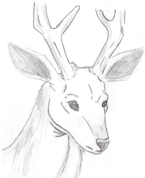 Deer Sketch by McJibbers on DeviantArt