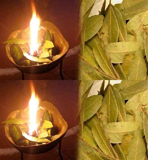 7 Cosas Que Pasan Si Quemas Una Hoja De Laurel Cada Noche En Casa