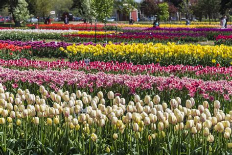 Khám Phá Lễ Hội Hoa Tulip Lớn Nhất Nước Mỹ ilikevn1689のblog