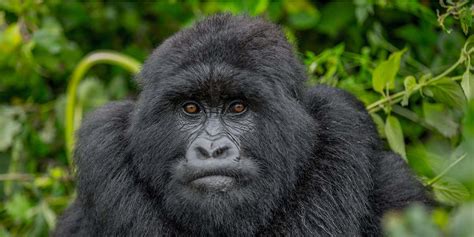 Day Rwanda Gorilla Tour Discovery Journeys