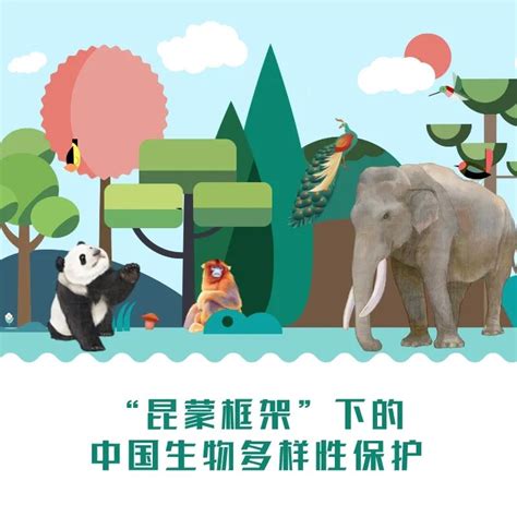 “昆蒙框架”下的中国生物多样性保护中国生物新浪财经新浪网