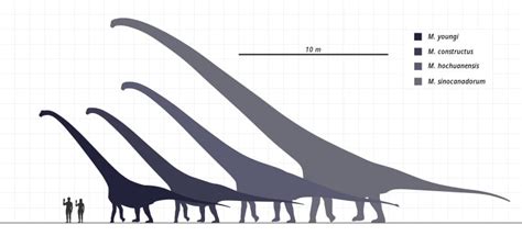 Mamenchisaurus | A Giant Sauropod of Late Jurassic Asia