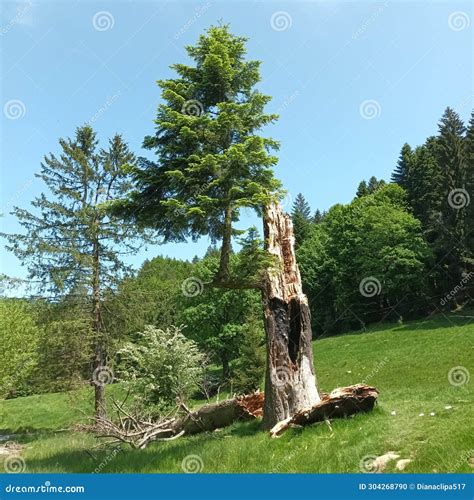 Struck by Lightning Tree Evolved into 1 Branch Stock Photo - Image of