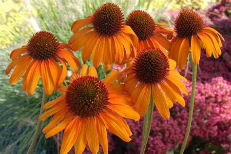 Echinacea Purpurea Tiki Torch Vaste Planten De Swaef BV