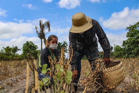 Projetos Da Emater Podem Injetar R Milh Es Na Agricultura Familiar