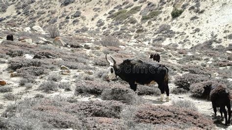 Black and White Yak with Horns in HIgh Himalayan Courntryside Stock ...