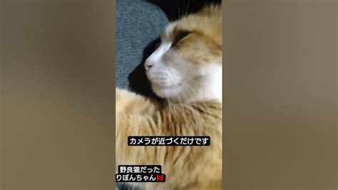 カメラが近づくだけです 野良猫だったりぼんちゃん🎀 Love 野良猫の可愛い鳴き声 Cat ねこ 野良猫ちゃん Catcat 猫