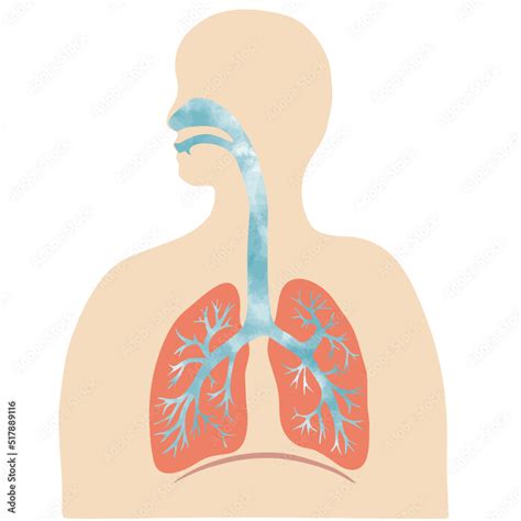 水彩風のカラフルな肺と気管支のイラストと人のシルエット Colorful Illustration Of The Lungs And Trachea With Human Silhouette