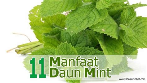 11 Manfaat Daun Mint Bagi Kesehatan And Efek Sampingnya Khasiat Sehat