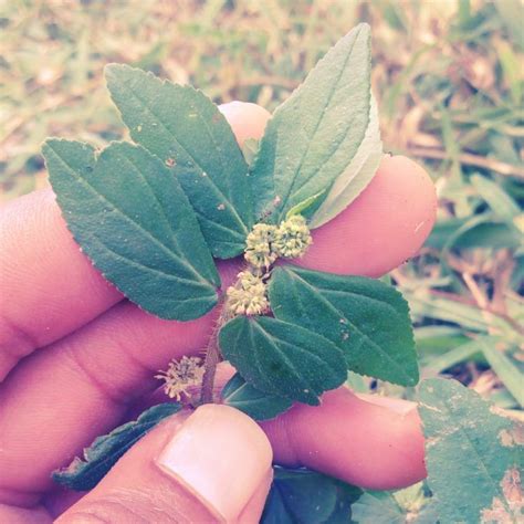 Une Plante Enregistr E Dans La Pharmacop E Africaine L Euphorbia