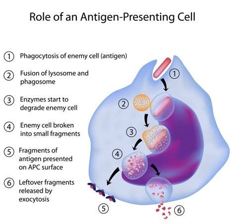 16 best Immunology Diagrams images on Pinterest | Nursing schools, Schools for nursing and ...