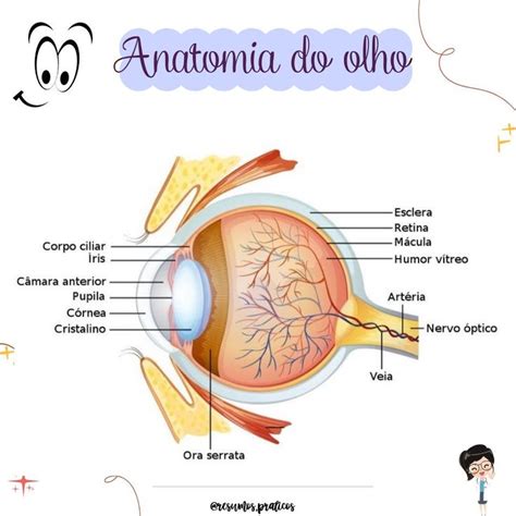 Lya Noleto O Olho Humano Um Complexo Sistema Ptico Facebook