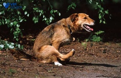 Glándulas Anales Del Perro ¿cómo Cuidarlas [vetyou ]