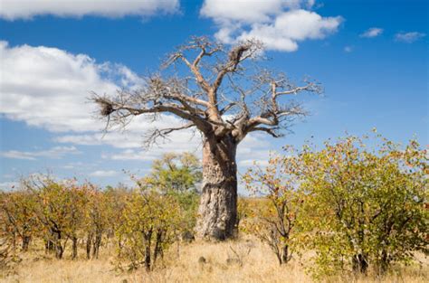 Mopani Tree Stock Photos And Pictures Getty Images