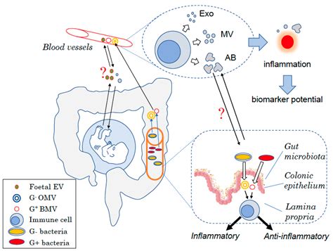 Ijms Free Full Text Host And Microbiota Derived Extracellular