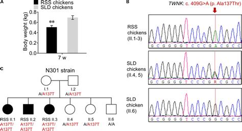 Mutation Of Twnk Gene Is One Of The Reasons Of Runting And Stunting