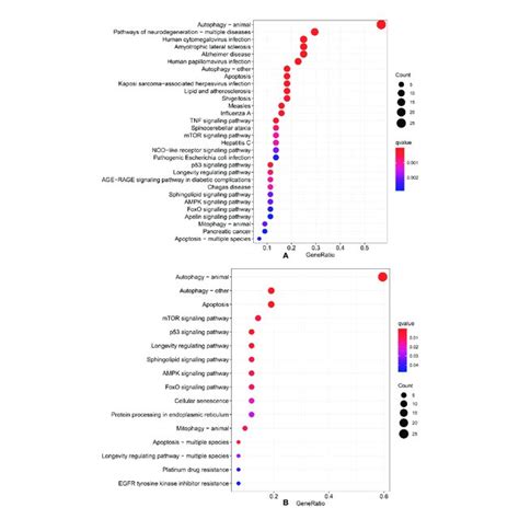 Gene Ontology And Kyoto Encyclopedia Of Genes And Genomes A Go Download Scientific Diagram