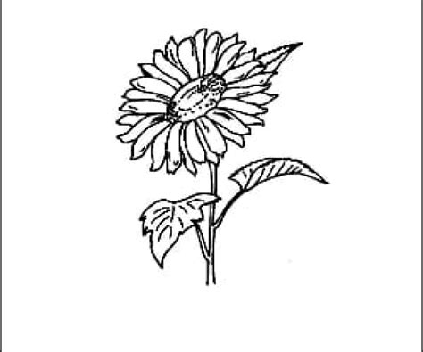 Sunflowers Drawing At Getdrawings Free Download