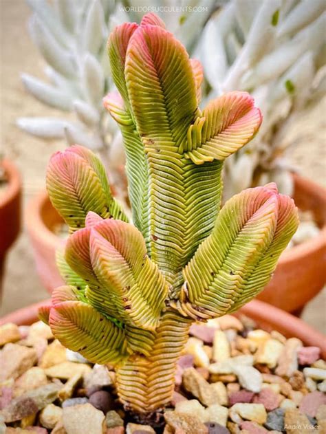 Crassula Pyramidalis Pagoda Mini Jade World Of Succulents