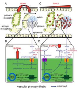 Review: C4-like photosynthesis has important functions in C3 plant ...