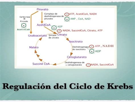 Fichas De Aprendizaje Ciclo De Krebs Regulación Quizlet