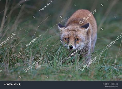 olanda flag images stock   objects vectors